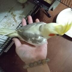 オカメシナモンパイド