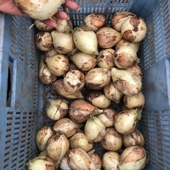 【お取引中】新たまねぎ　12個
