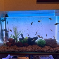 60cm水槽一式