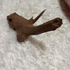 流木の画像