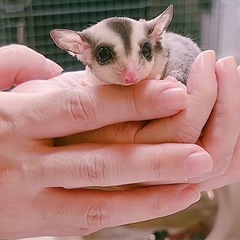 モザイクヘテロリューシ　リングテール