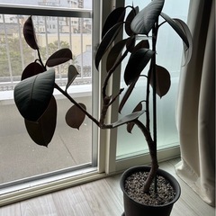 【観葉植物】フィカスバーガンディ