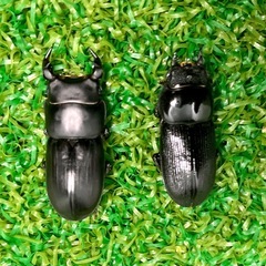 （成虫ペア）ムシモンオオクワガタ②