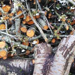 「残りわずか！」伐採した桜の木（燻製のチップや薪にどうぞ）直径3〜5センチくらいの枝の画像