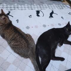 【保護猫の里親募集】なづきくん　キジオス − 大阪府