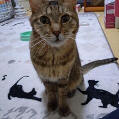 【保護猫の里親募集】なづきくん　キジオス