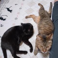 【保護猫の里親募集】なづきくん　キジオス - 猫