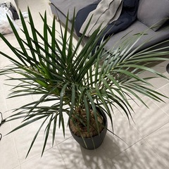 アレカヤシ【観葉植物】