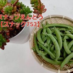 No.112【早期予約】美肌効果‼️⑫激甘スナップえんどう【スナ...