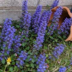 *★紫の可愛い花*☆アジュガ抜き苗いっぱい★*グランドカバーに*手間いらず 寄植え花*の画像