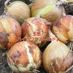 No.113【早期予約】血液サラサラ‼️美肌効果‼️⑬玉葱【ハイ...