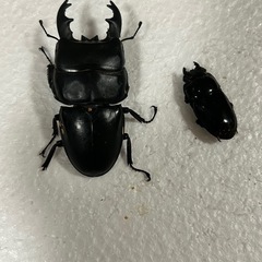 アルキデスヒラタクワガタ　ペア