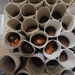 (北海道)国産カブトムシ♂♀ペアの画像