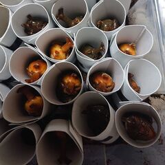 (北海道)国産カブトムシ♂♀ペアの画像