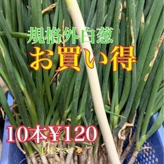 予約中【新しい投稿をご覧下さい】規格外白葱　10本set 