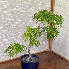 モミジ　もみじ　紅葉　盆栽