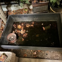 メダカ飼育用プラ舟（約70L）2個セット 無料 引き取り限定