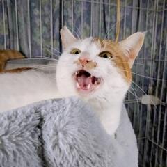 ちょっぴり内気なスリゴロ女子 - 猫