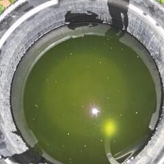 グリーンウォーター