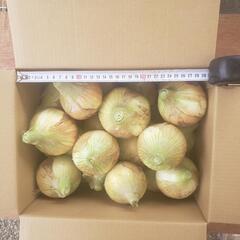 新玉ねぎ 【10kg】