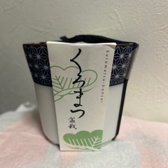 黒松の盆栽栽培セット