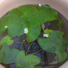 ガガブタひと株④🌱水草浮き草水上葉