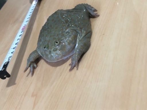 《ラスト1匹》3歳くらい バジェットガエル ♀ アダルト マルメタピオカガエル 発送 ②