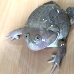バジェットガエル ♀ アダルト マルメタピオカガエル 発送 ③