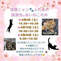 保護ニャン😺幸せさがし🐾譲渡会Inあいねこの木