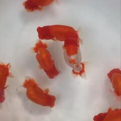 らんちゅう　青子の画像