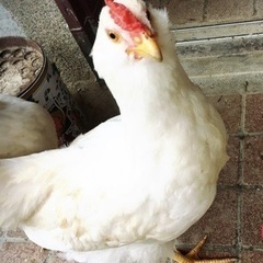 ボリスブラウン　雄　にわとり　ニワトリ