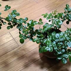 ミニバラ♪ 4号鉢