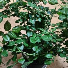 四季咲きバラ♪ポラリス アルファ 黄色い薔薇