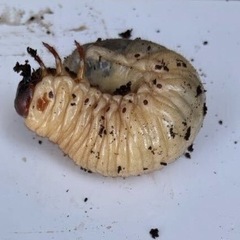 カブトムシ　雄雌　ペア大型