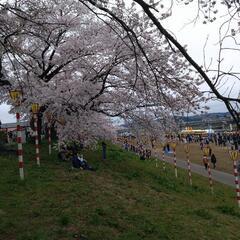 ４月１８日　桜まつり【残り２人】 - 仙台市