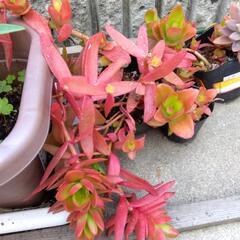 多肉植物（火祭り）