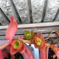 多肉植物（火祭り）の画像