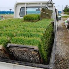 田植えに伴い補助作業等