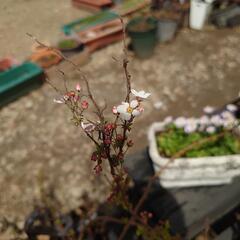 ユキヤナギ ピンク🌸  花木  苗 　庭 ガーデニングの画像