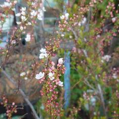 ユキヤナギ ピンク🌸  花木  苗 　庭 ガーデニングの画像