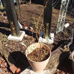 ユキヤナギ ピンク🌸  花木  苗 　庭 ガーデニングの画像