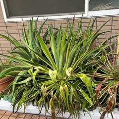 リュウゼツランの中古が安い!激安で譲ります・無料であげます リュウゼツランの中古が安い!激安で譲ります・無料であげます