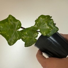 アイビーとペペロミアホバリアの寄せ植えの画像