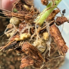 アイビーとペペロミアホバリアの寄せ植えの画像