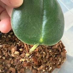 アイビーとペペロミアホバリアの寄せ植えの画像