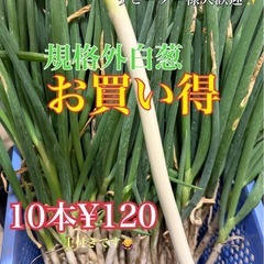 【新しい投稿をご覧ください】白葱　