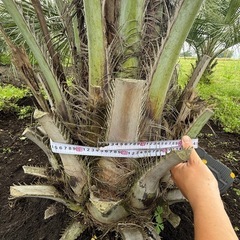 ココスヤシ シルバーリーフ 【配送・植え込み対応OK！引き取りも大歓迎】