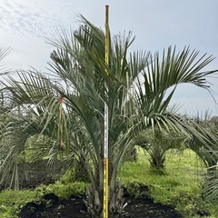 ココスヤシ シルバーリーフ 【配送・植え込み対応OK！引き取りも大歓迎】