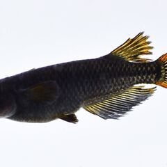 めだか　メダカ　　カイジ　　10匹　　約1㎝以上　越冬済み