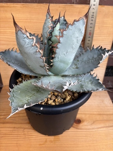 アガベ ライオンズメーン 名無し 2株セット